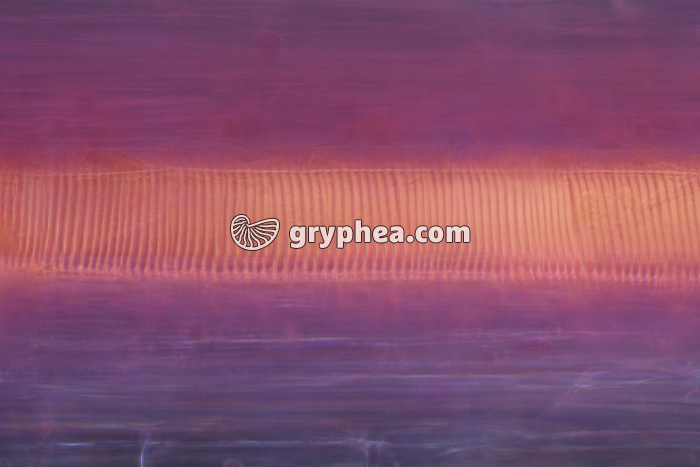 Vaisseaux conducteurs de sève brute Poireau x100 - gryphea.com